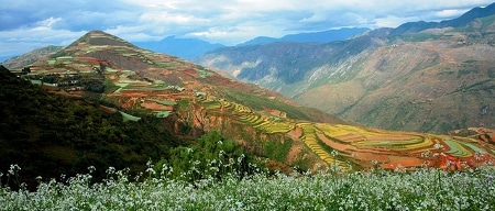 Avis Binard Yunnan