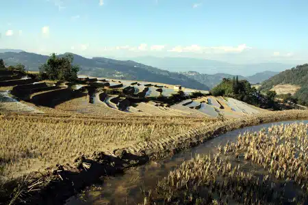 Avis Laurent Yunnan