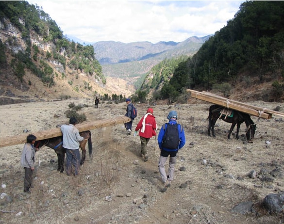 Avis leprince Yunnan