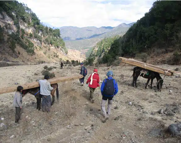 Avis leprince Yunnan