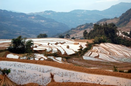 avis marcel margaret Yunnan