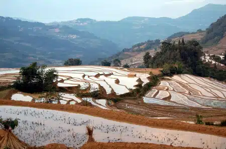 avis marcel margaret Yunnan