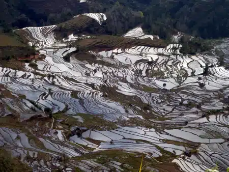 Avis Poincet Yunnan