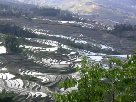 Avis Poitral Yunnan