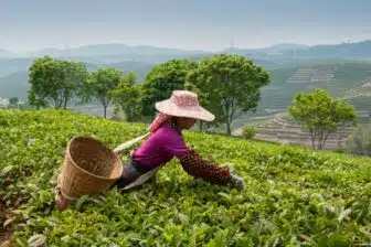 Météo climat Jinghong