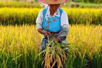 Aventure Culinaire dans l'ouest du Yunnan – Image 4