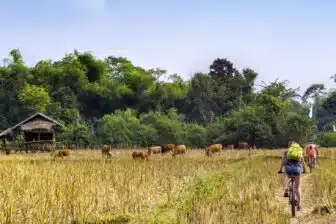 Voyage Nord Laos et Nord Yunnan – Image 3