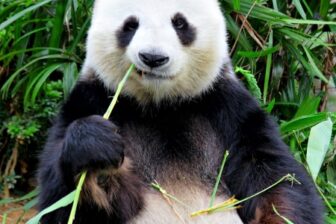 Combiné Yunnan et Sichuan