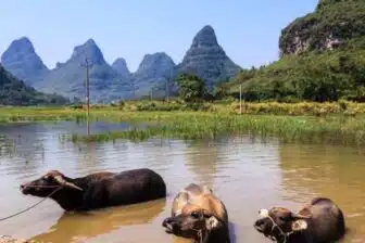 Yunnan en liberté & Yangshuo – Image 2