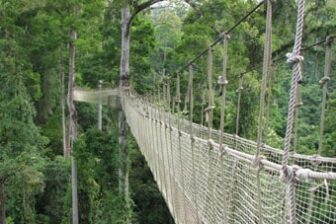 Skytree - canopée de Mengla 望天树景区