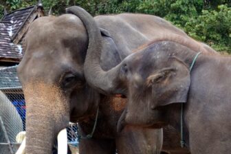 Vallée des éléphants sauvages 野象谷热带雨林景区