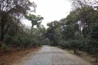 Jingmaishan 景迈山