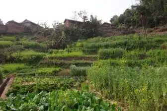 Trek dans les théiers du Xishuangbanna – Image 8