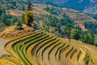 Rizières de Bada 坝达景区