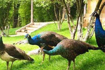 Zoo de Kunming 昆明动物园