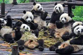 Pékin, Yunnan et les pandas du Sichuan – Image 7