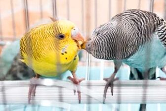 Marché aux fleurs et aux oiseaux 花鸟市场