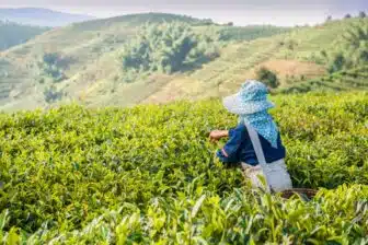 Trek dans les théiers du Xishuangbanna