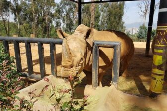 Parc des animaux sauvages du Yunnan 云南野生动物园