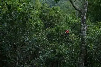 Montagnes des théiers ancestraux du Xishuangbanna (9j) – Image 2