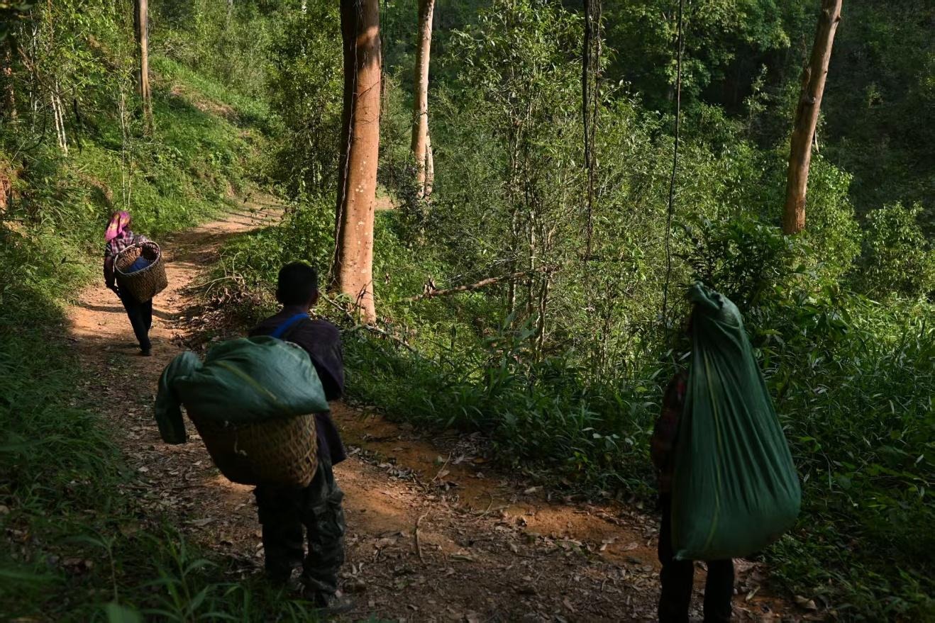 Montagnes des théiers ancestraux du Xishuangbanna (9j) – Image 12