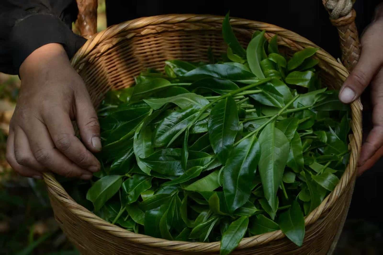 Montagnes des théiers ancestraux du Xishuangbanna (9j) – Image 13