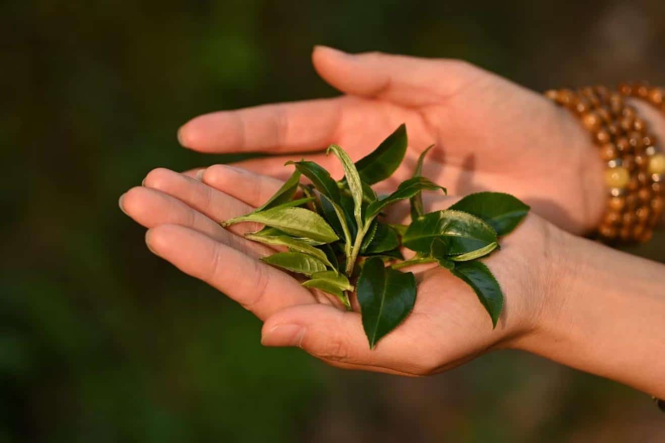Montagnes des théiers ancestraux du Xishuangbanna (9j) – Image 14