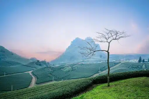 Montagnes des Théiers Ancestraux du Xishuangbanna (9j)